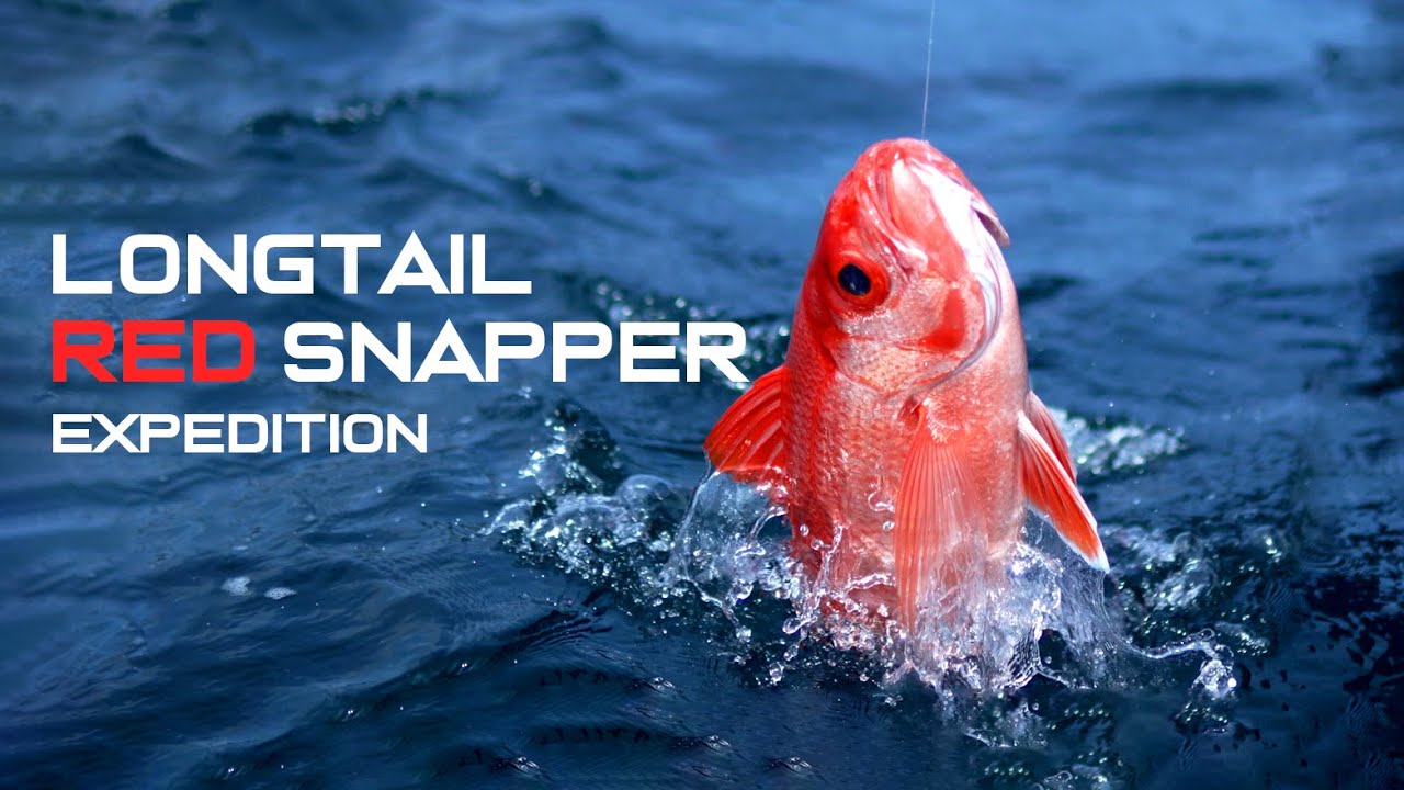 EKSPEDISI LONG TAIL AKHIRNYA SUKSES | Mancing ruby snapper ekor panjang di Bali