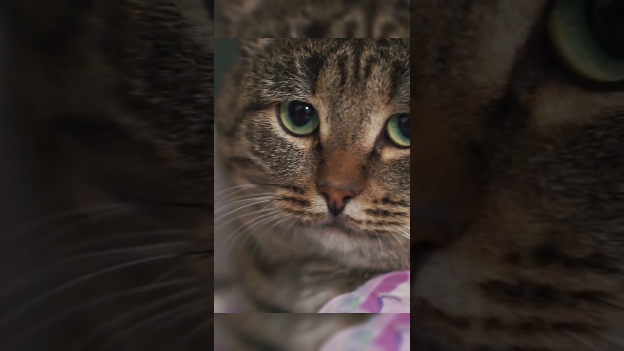 👉 &ldquo;How Smart Are Cats? 😺 Problem-Solving Felines Explained&rdquo;