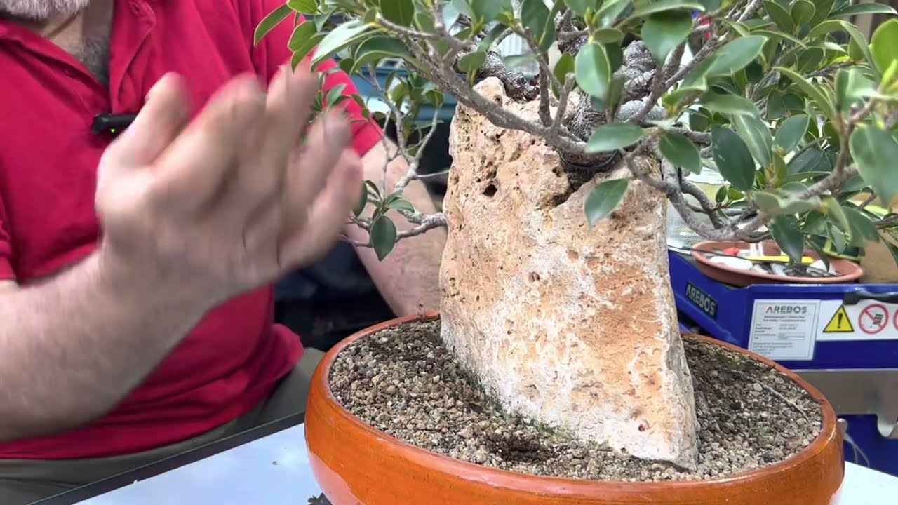 🗿 trasplante de Ficus en enorme roca
