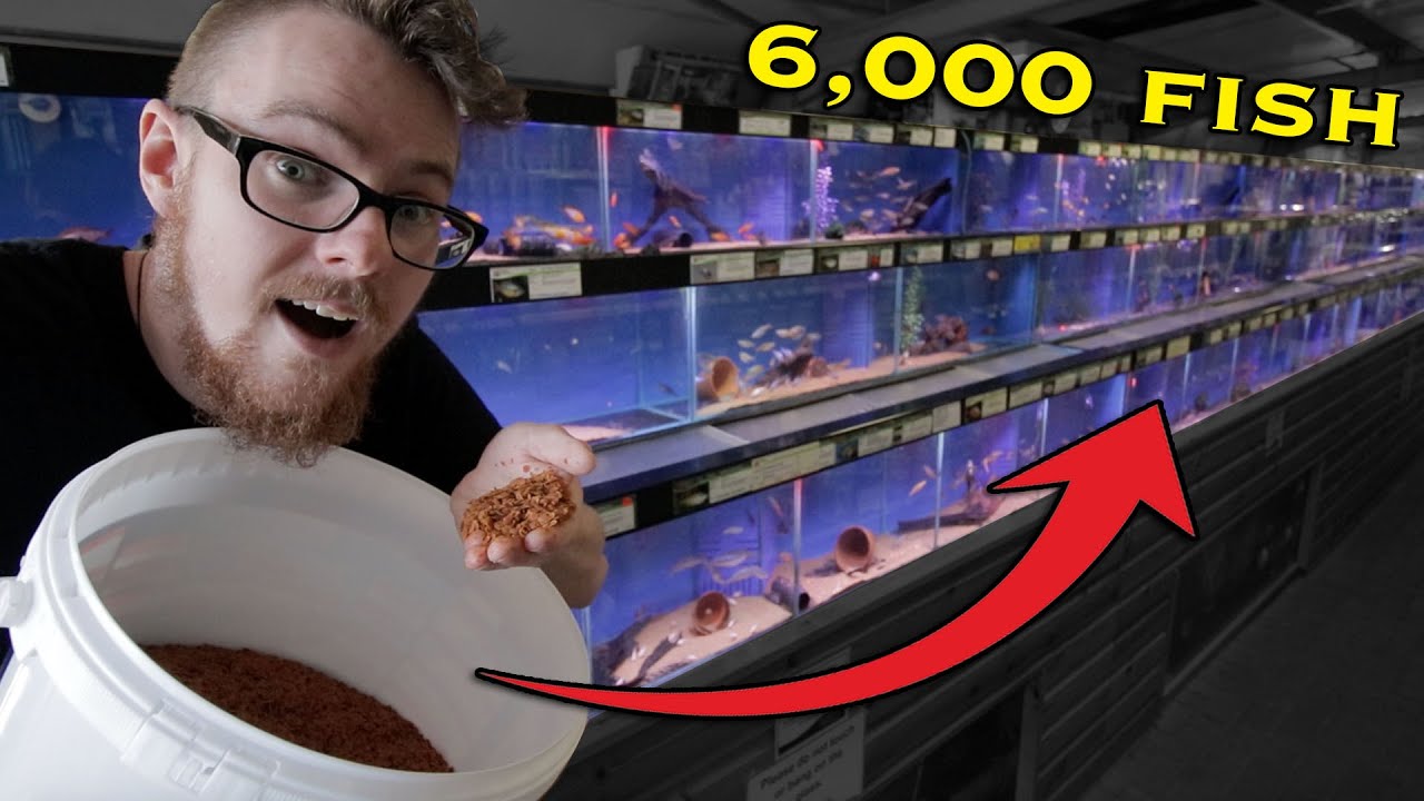 Feeding 6,000 Fish in Store | During COVID-19 LOCKDOWN!