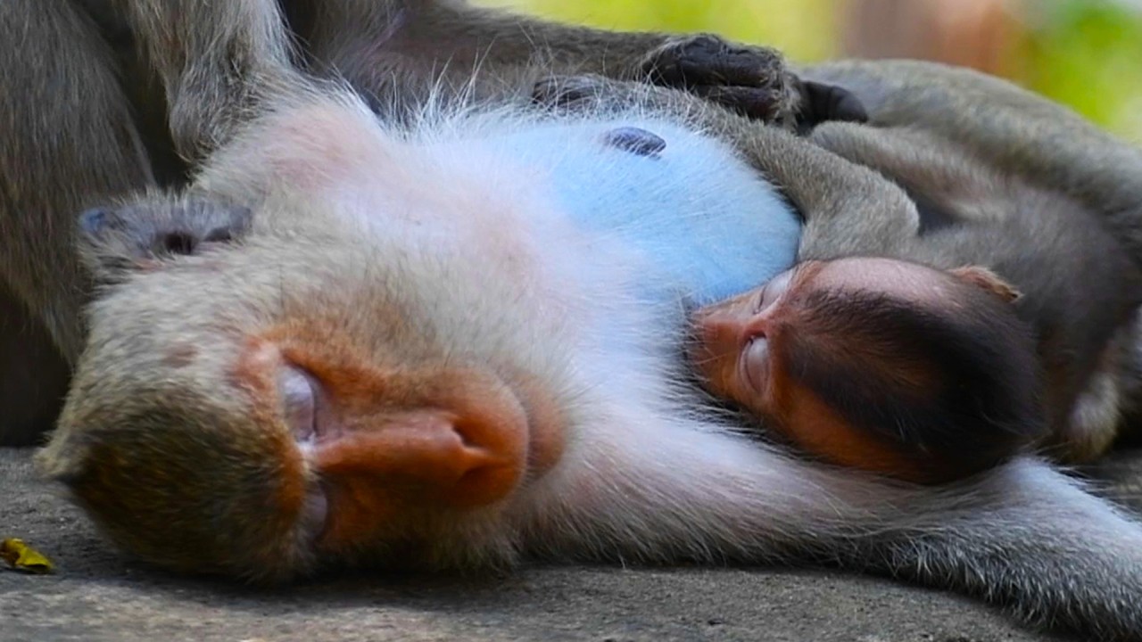Cute Newly baby monkey hug mom sleeping and getting milk on the stone