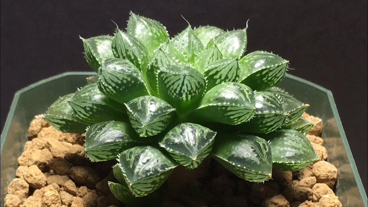 HAWORTHIA MIRROR BALL FROM MY SUCCULENT PLANTS COLLECTION: Up Close & New Offsets (2018)