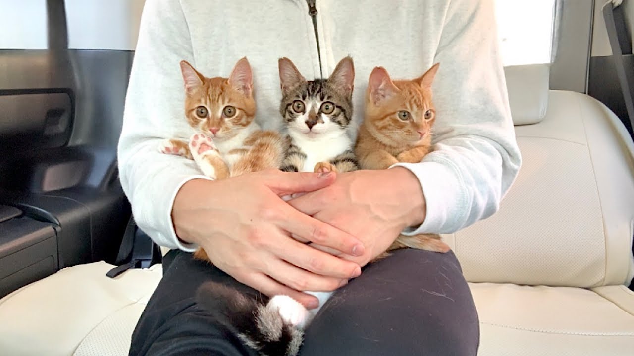 一時保護して入院してた甘えんぼ子猫たちを迎えに行きました。