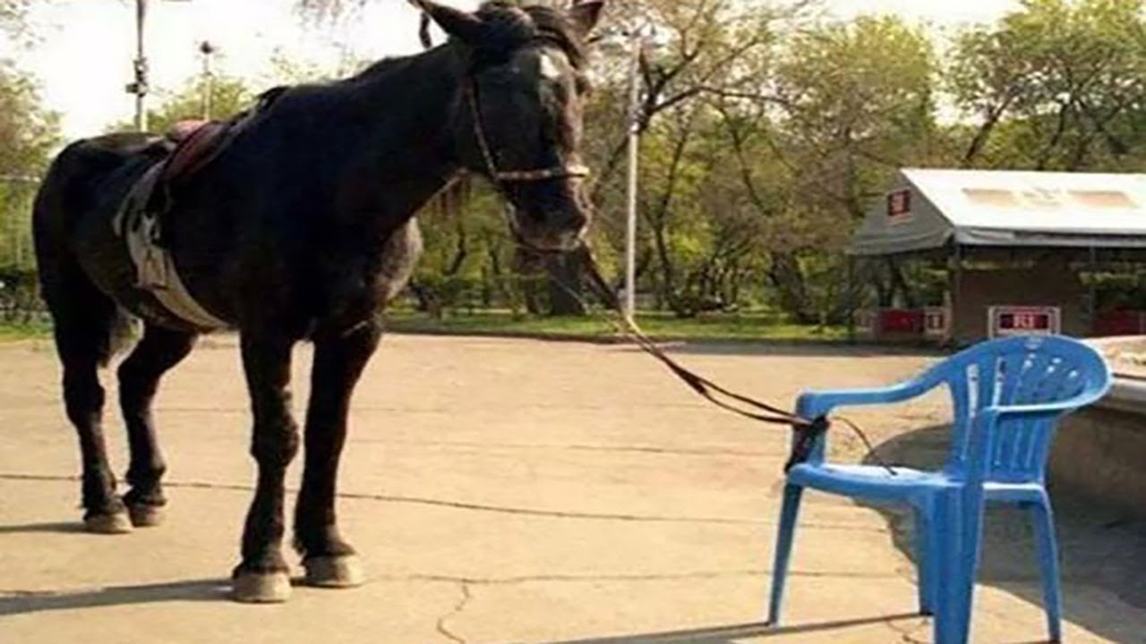 Эти забавные лошади — обязательно к просмотру! 👶🐎 🤣 Самое смешное видео с лошадьми 2025 года 😂