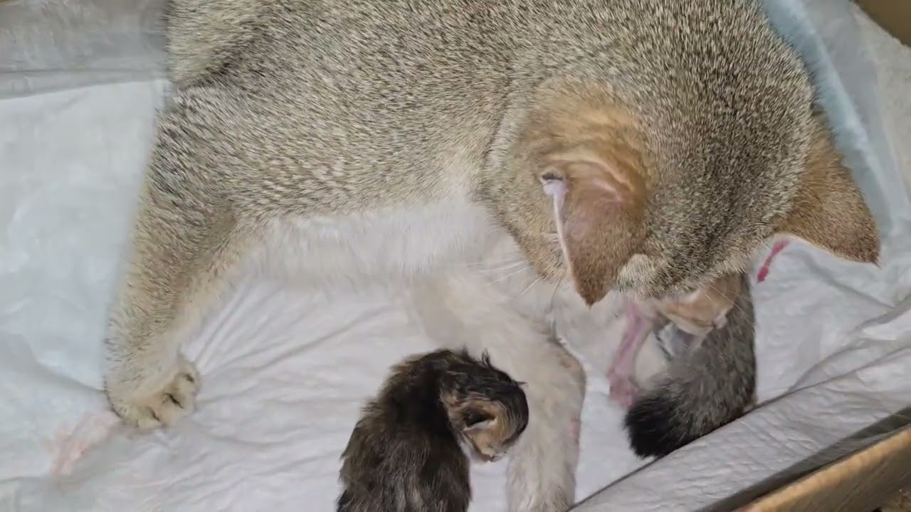 the cat just gave birth to British kittens. #respect#moments#epic#crazy#strong