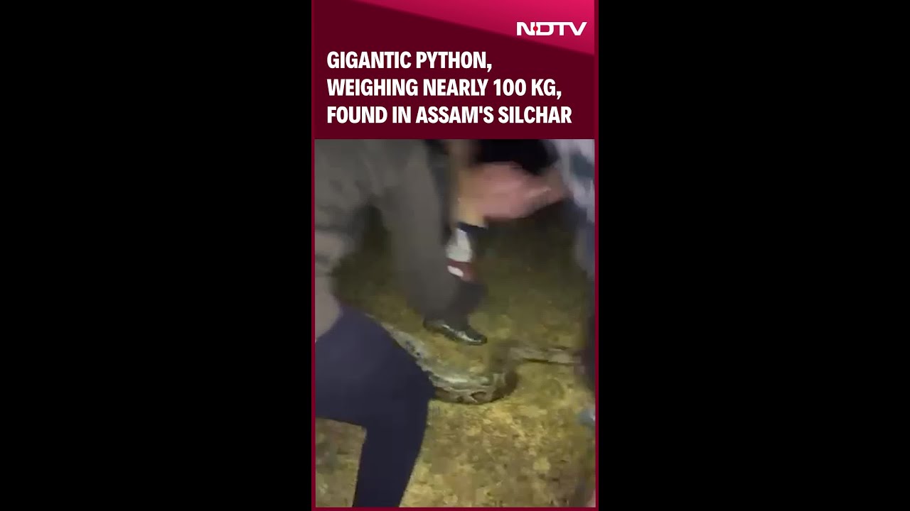 Gigantic Python, Weighing Nearly 100 Kg, Found In Assam's Silchar
