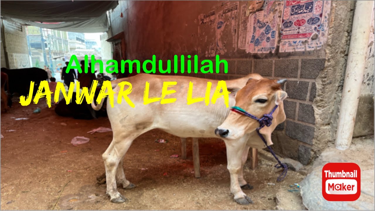 Qurbani ka janwar le lia 🥰 | Malir Mandi | Vlog #60 | ZOHAIB K Vlogs