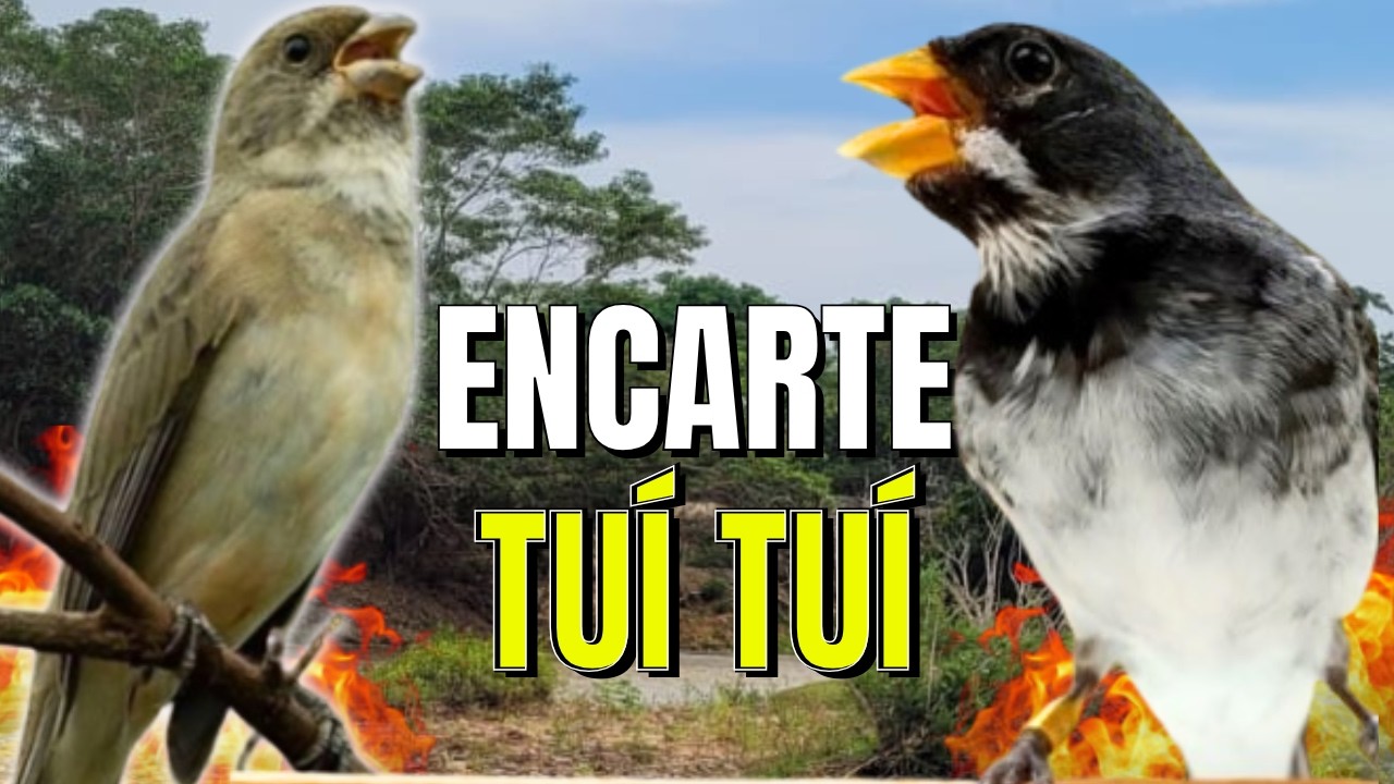 MELHOR CANTO DE COLEIRO TUI TUI PERFEITO PARA ENCARTE DE COLEIRO  TUI TUI E ESQUENTAR PAPA CAPIM