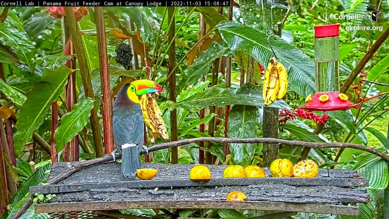 LONGEST EVER Keel-billed Toucan Visit To the Panama Feeders at Canopy Lodge! Nov 3, 2022.