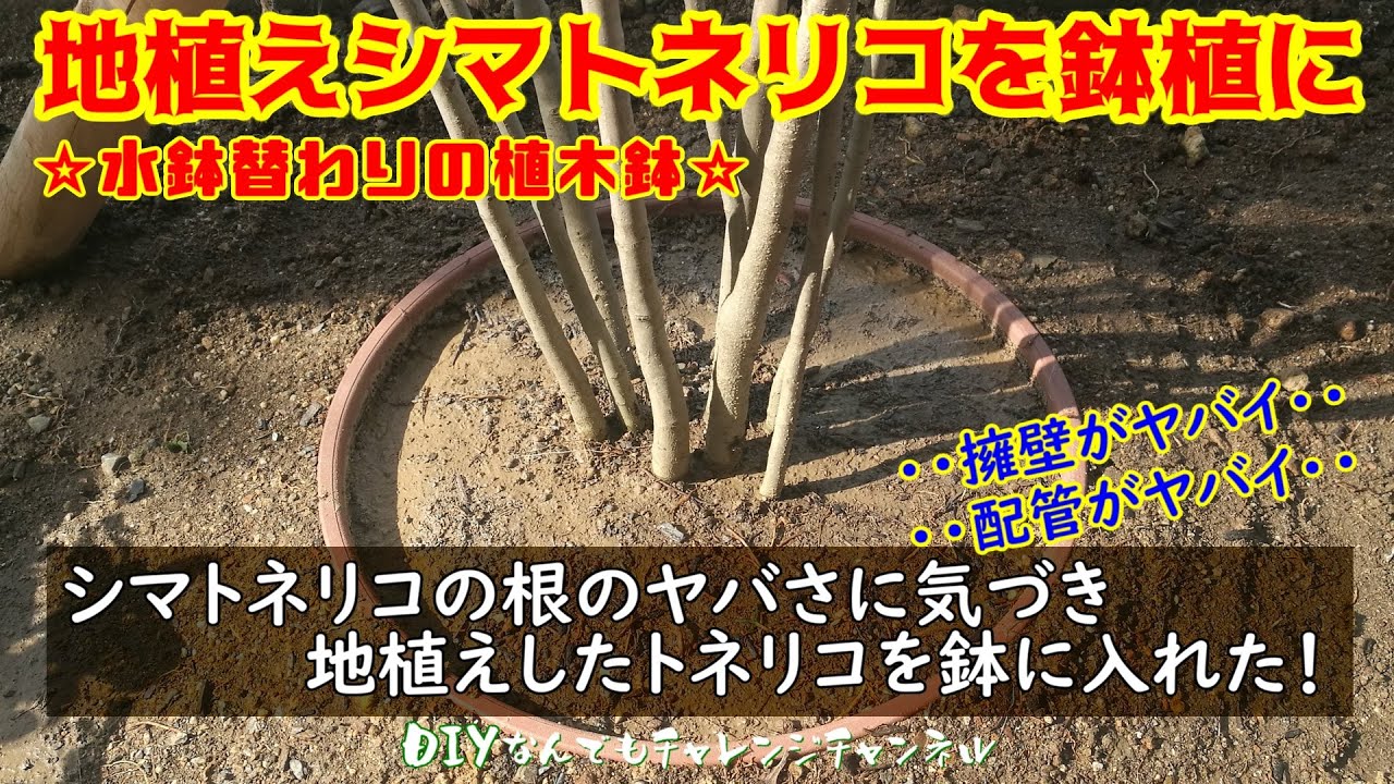 【シマトネリコの植え方を考える】地植えシマトネリコを鉢に移植、根の成長の速さにビビリ不安を感じあまり大きくしたくないので鉢に植え替えました。