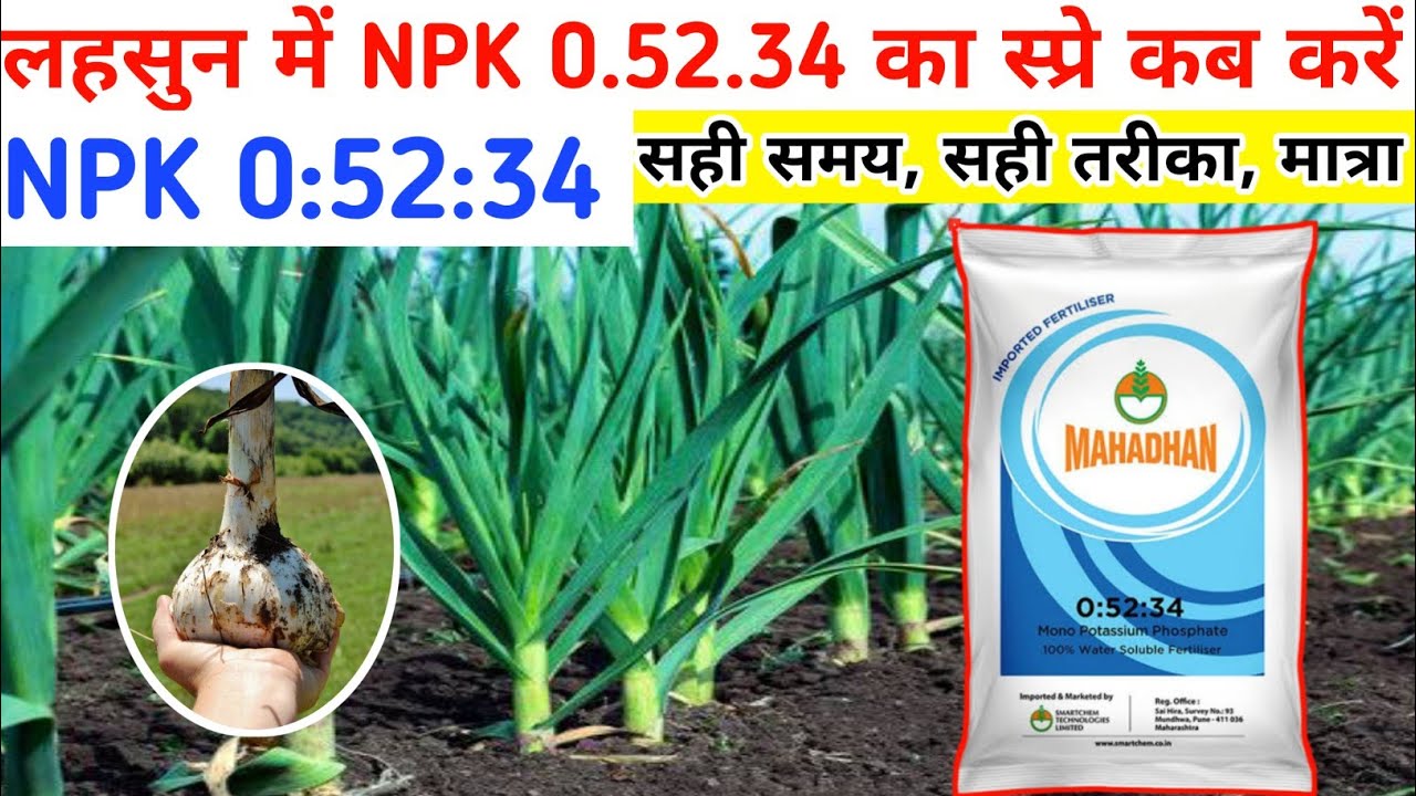 लहसुन में इस समय पर करें NPK 05234 का स्प्रे, फिर कंद की साइज़ होगी डबल || lahsun me spray 