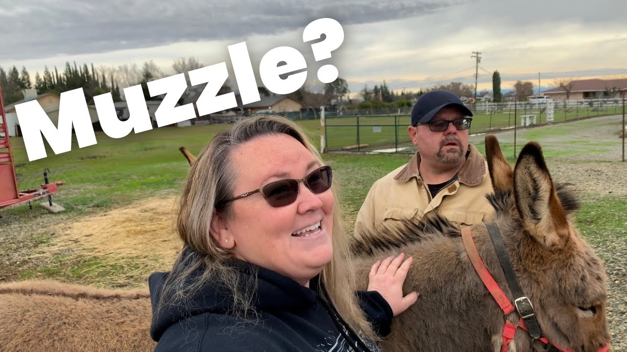 Grazing muzzle for donkey | How to use it #Donkey