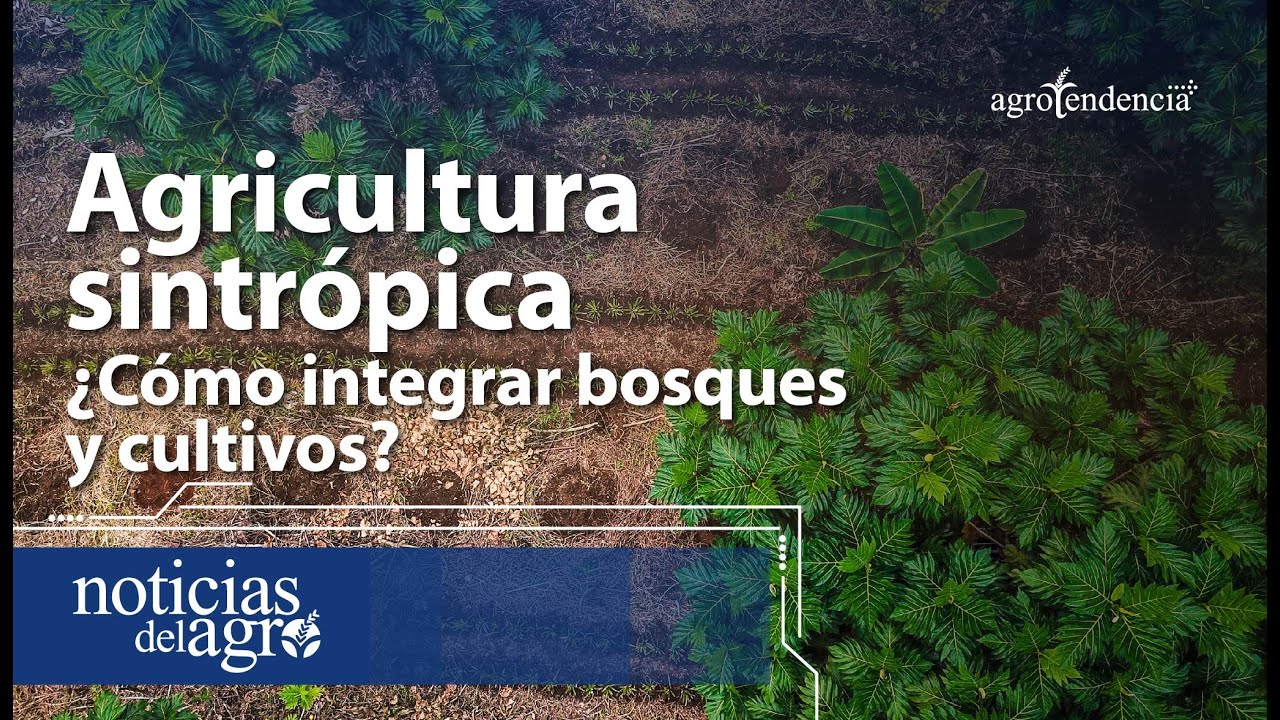 Agricultura sintrópica 🌲 Técnica que integra bosques y cultivos
