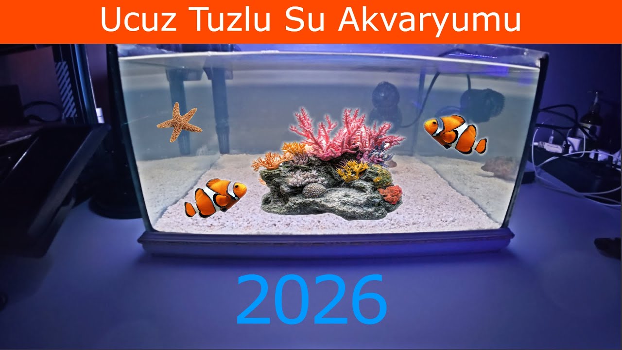 En Uygun Fiyatlı Tuzlu Su Akvaryumu Kurulumu 2026