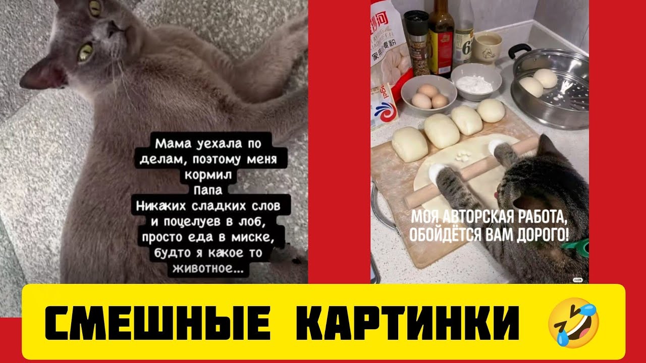 🐱меня кормил Папа Никаких сладких слов и поцелуев, просто еда в миске, будто я какое то животное...🤣