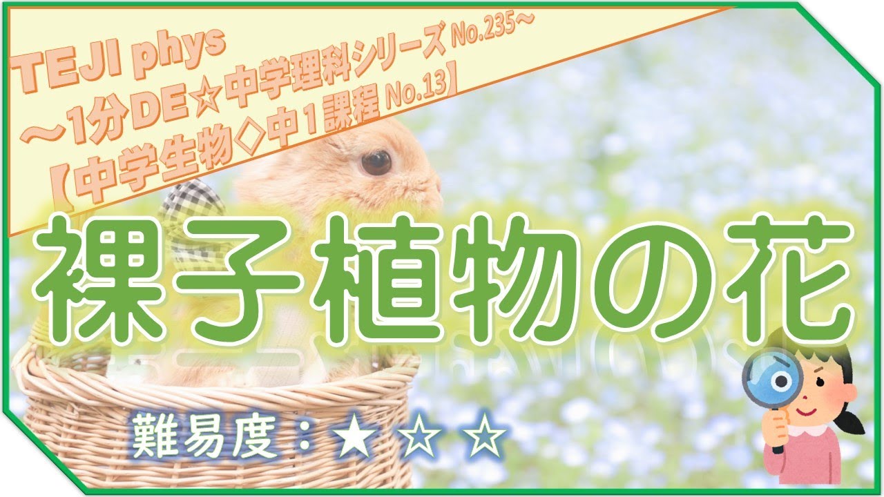 【1分DE☆中学理科シリーズ235】《中1＊生物編13》裸子植物の花
