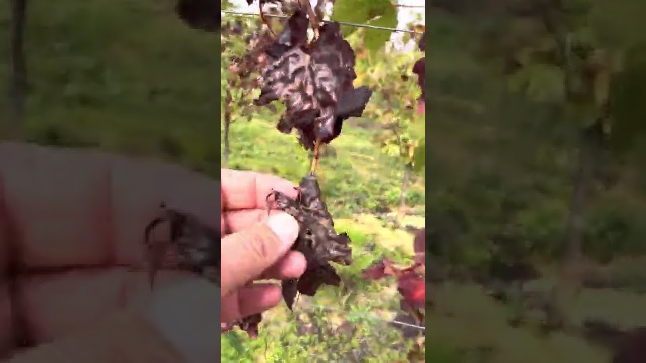 Flavescenza dorata della vite