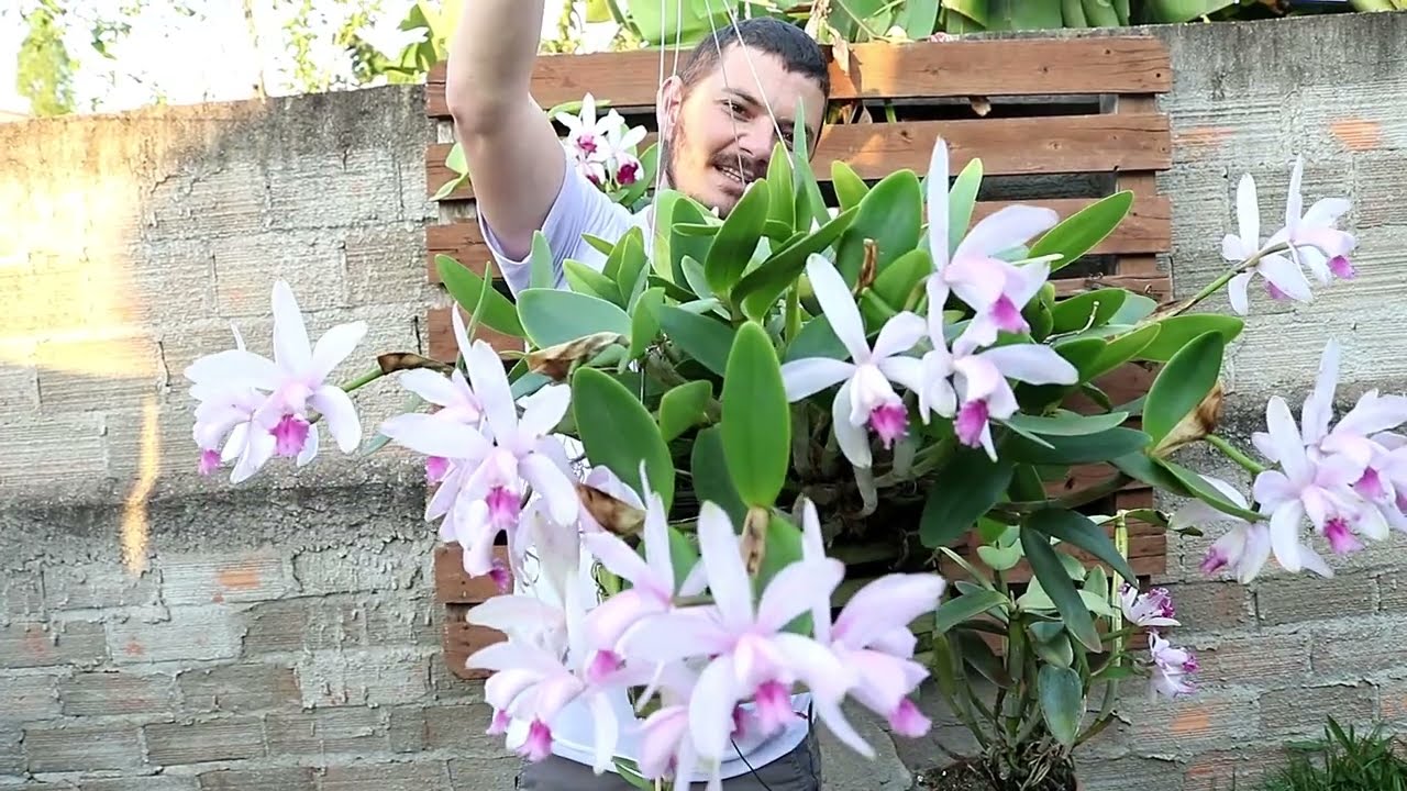 Dicas de Cultivo de Cattleya intermedia