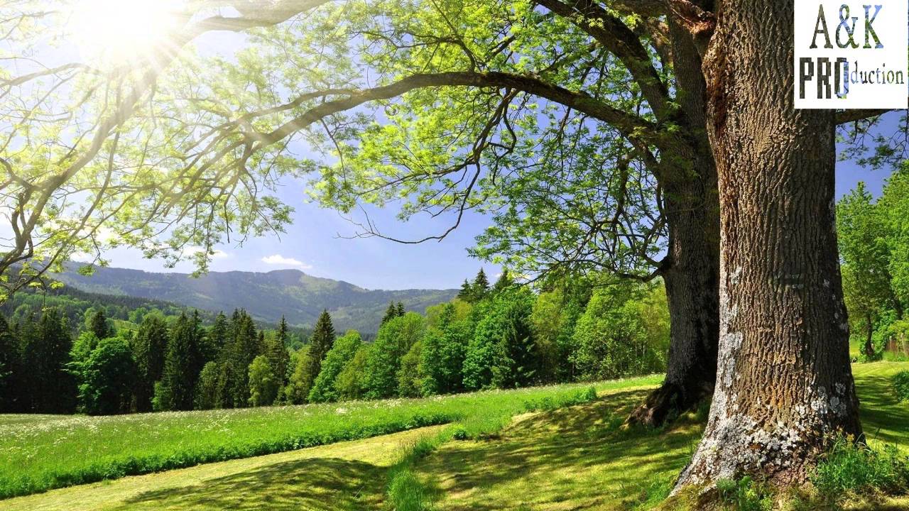 Fratii de la Toflea- Pe numele Lui