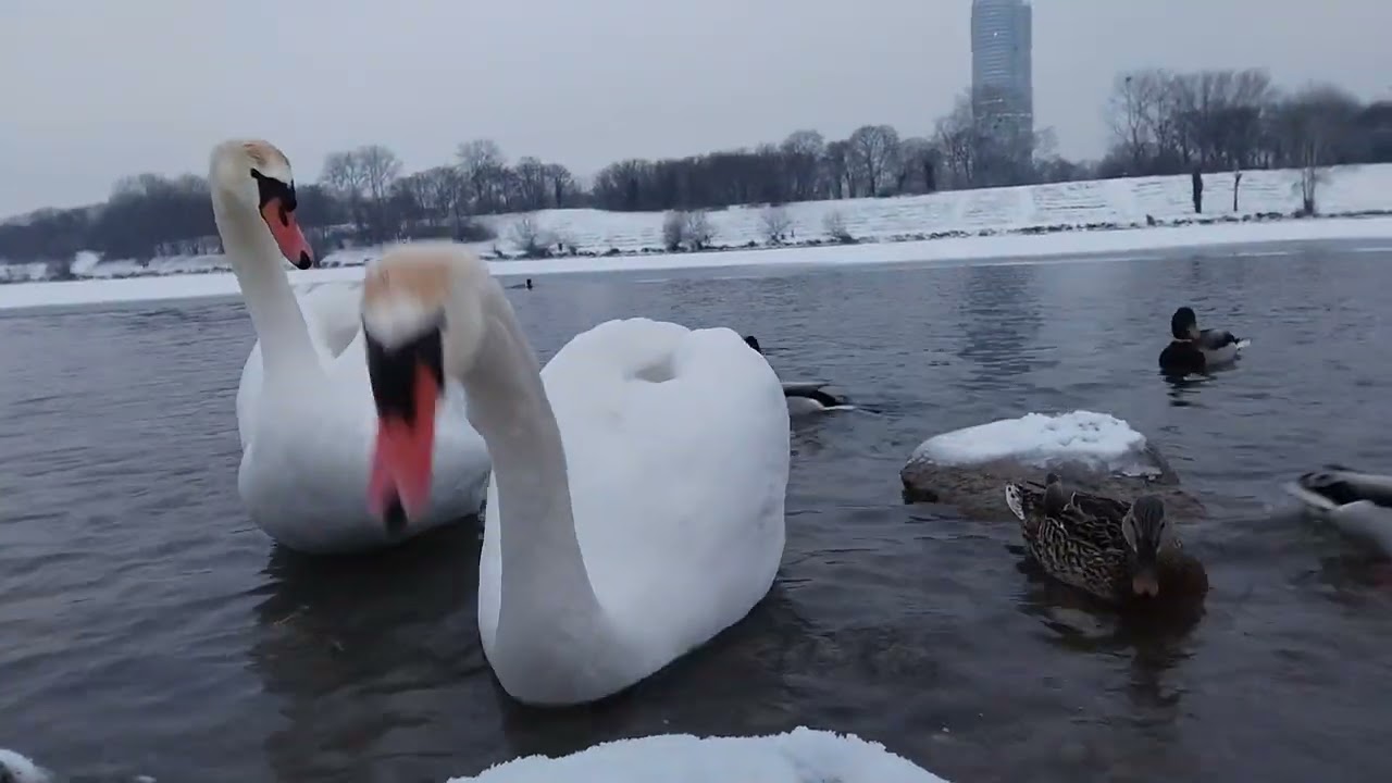 Let's not forget the animals in these cold days.