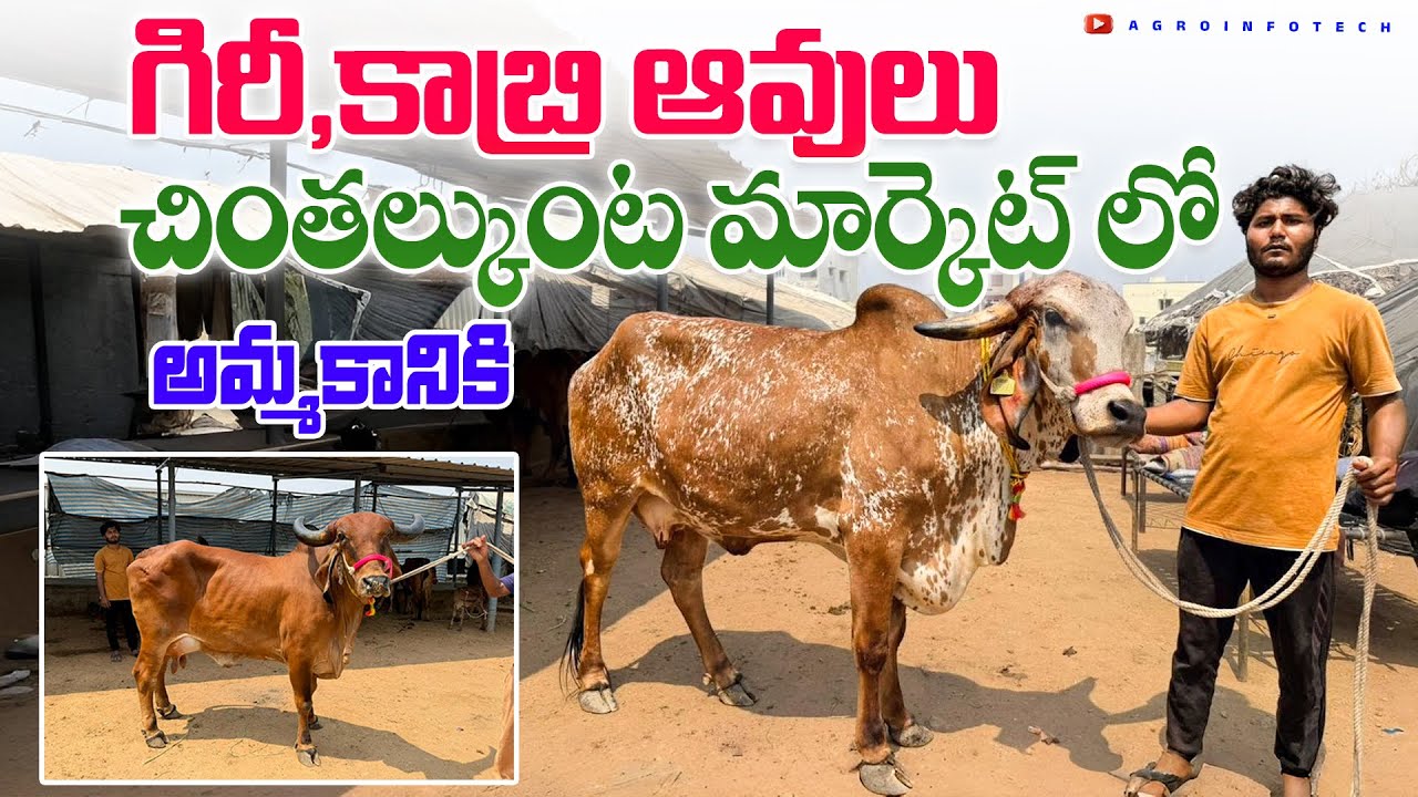 గిరీ,కాబ్రి ఆవులు చింతల్కుంట మార్కెట్ లో అమ్మకానికి  | Kabri gir cows in chintalkunta Market