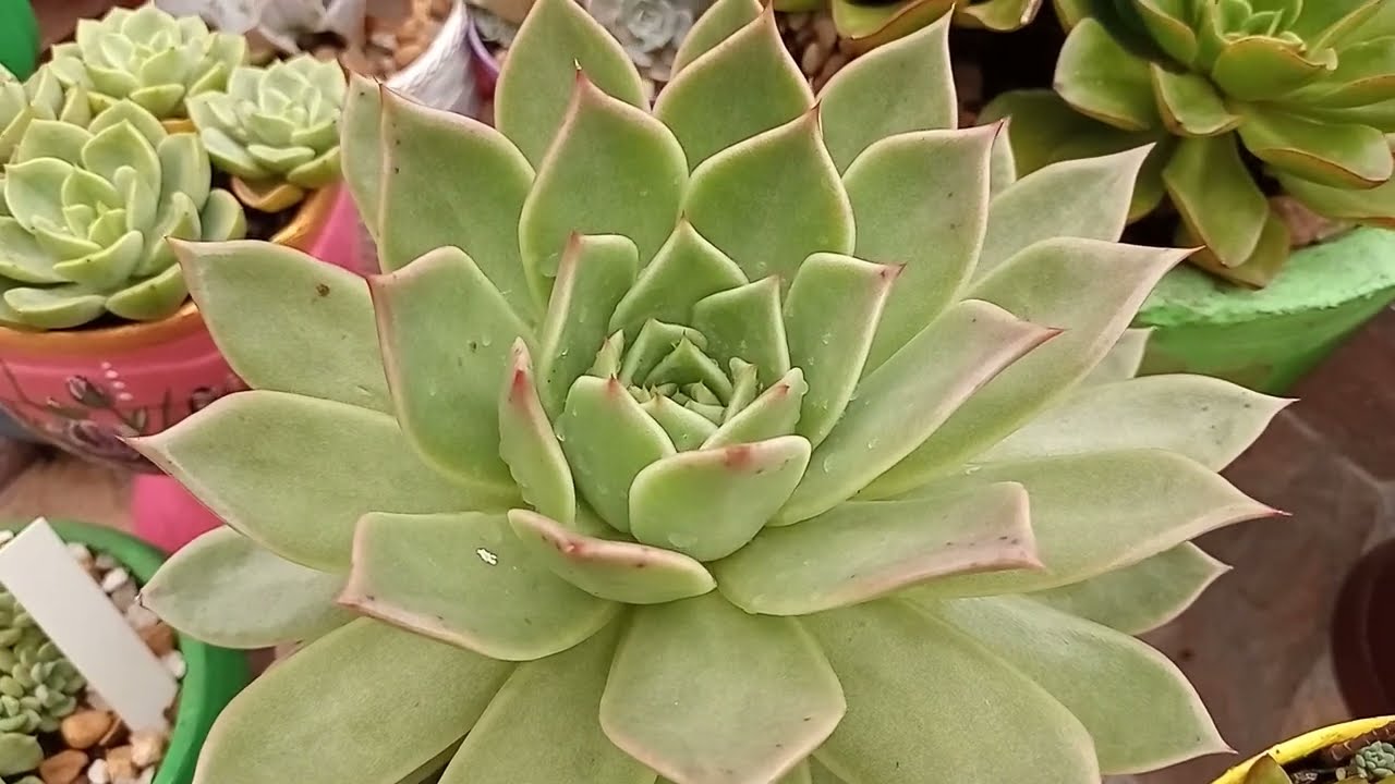 Suculentas sobrevivendo intactas em longo período de chuva.