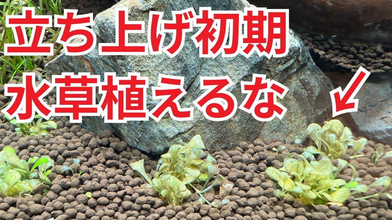 【やっぱりそうだった】絶好調の水草を購入しても溶けてしまう、本当の理由