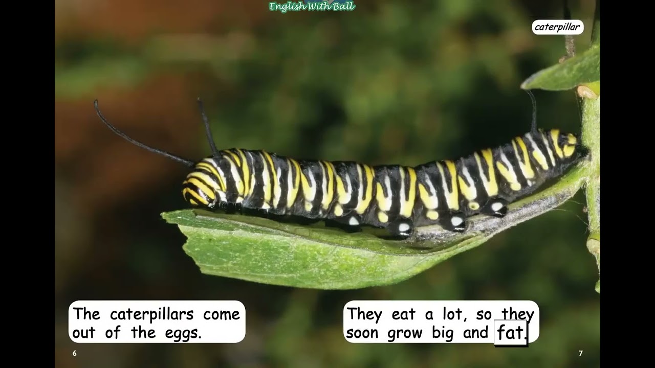 Caterpillar to Butterfly