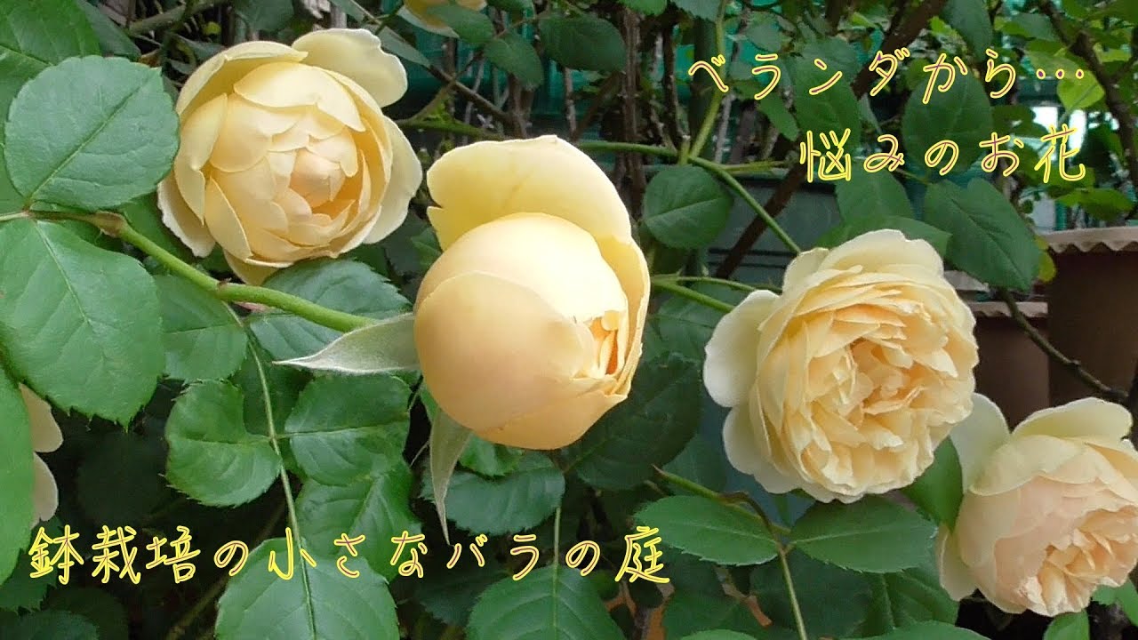 鉢栽培の小さなバラの庭&hellip;ベランダからの撮影や悩みのお花など&hellip;