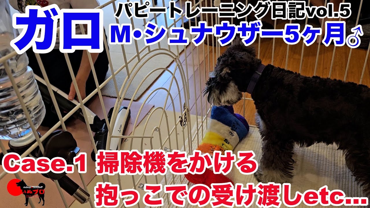 【M・シュナウザー♂５ヶ月】ガロのパピートレーニング日記〈第五弾〉Case.1 掃除機をかける・抱っこでの受け渡し　  いぬプロ　inupro　パピートレーニング　子犬　しつけ