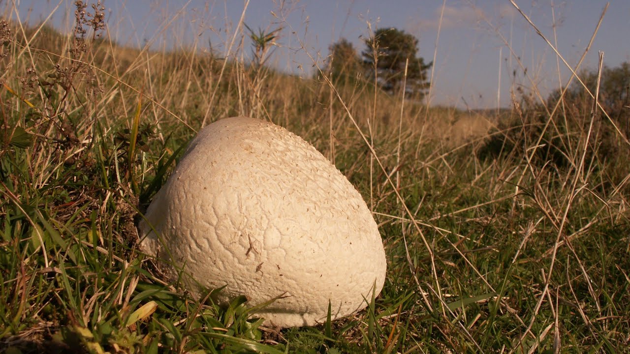 Purchawka oczkowata (czasznica oczkowata)