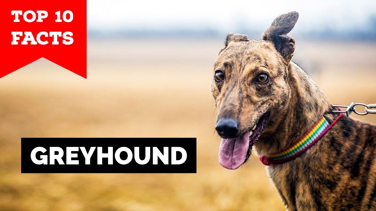 Greyhound - Top 10 Facts