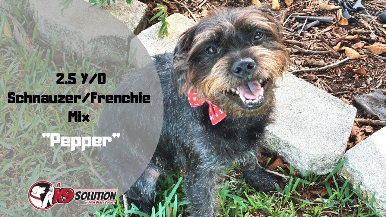 2.5YR OLD SCHNAUZER/FRENCHIE MIX/DOG TRAINING