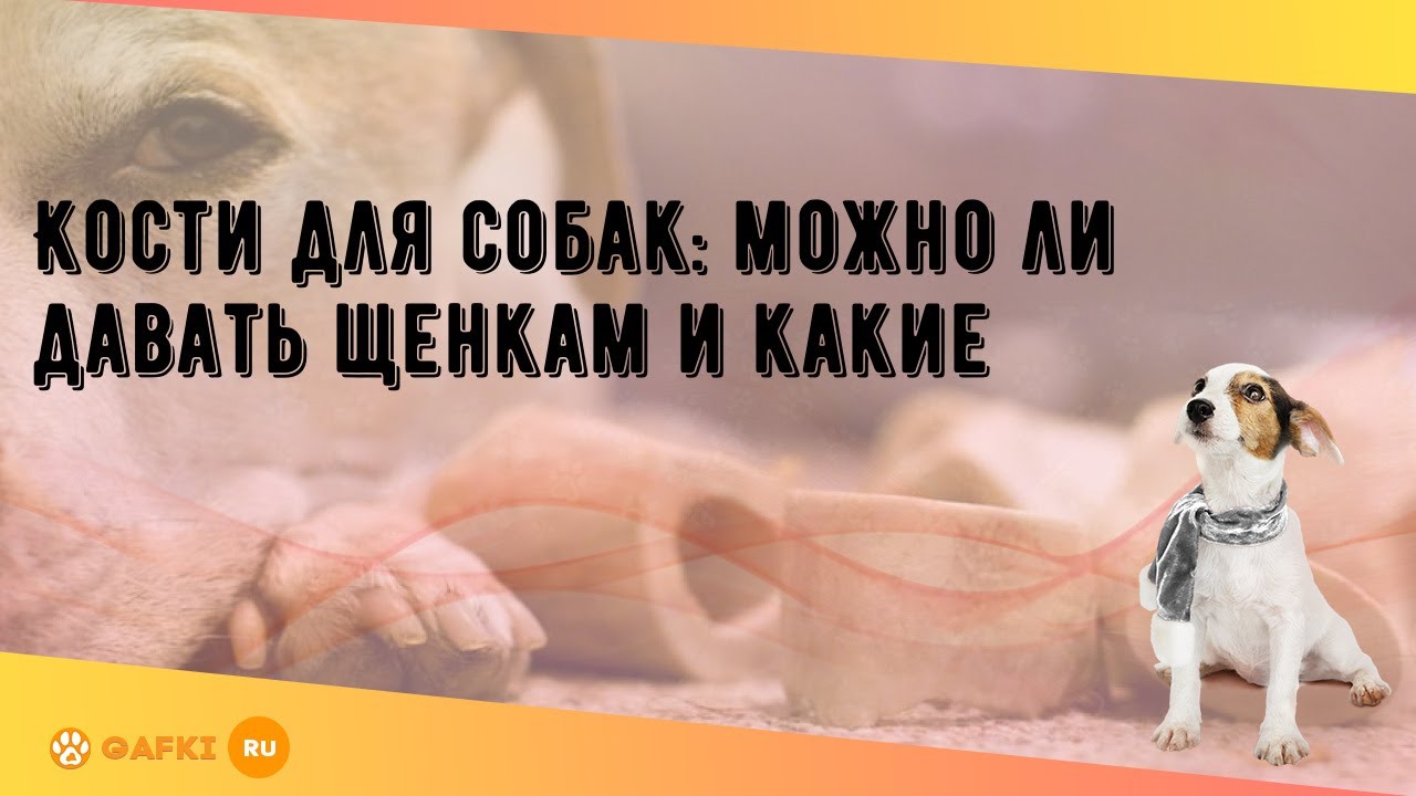 Кости для собак: можно ли давать щенкам и какие