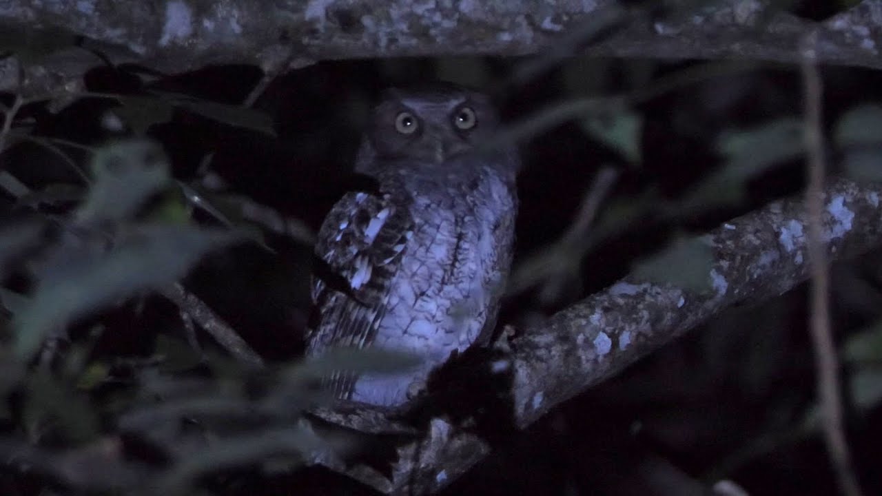 Middle American Screech Owl Calling