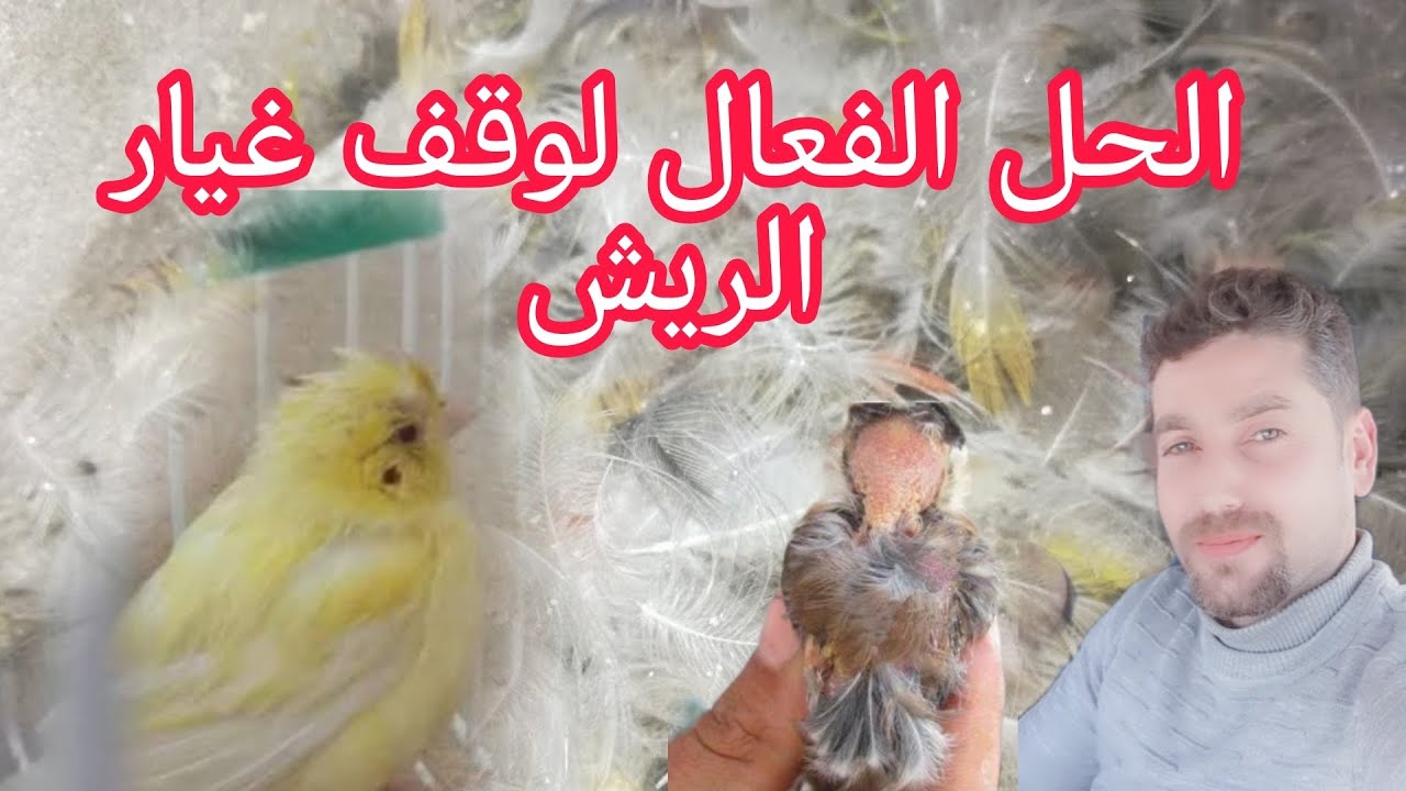 الحل النهائي لسقوط الريش المستمر عند طيور الكناري والحسون