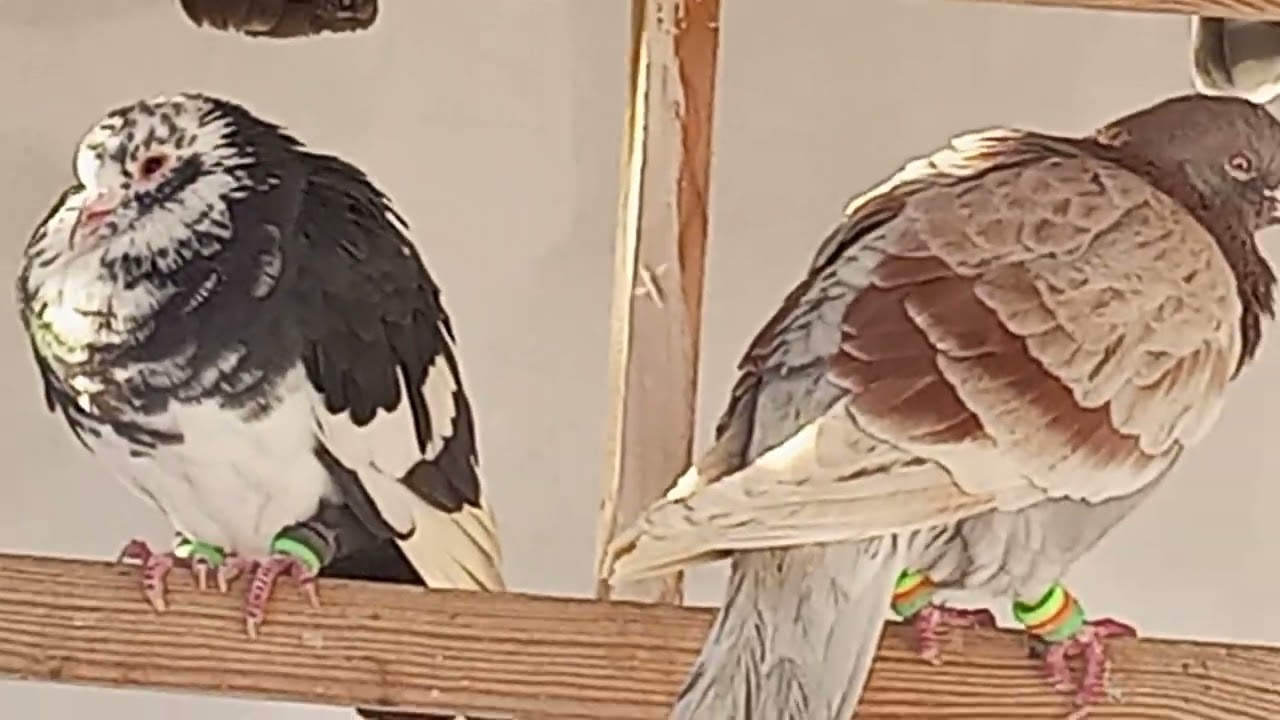 #kabootar #bird #pigeon 
