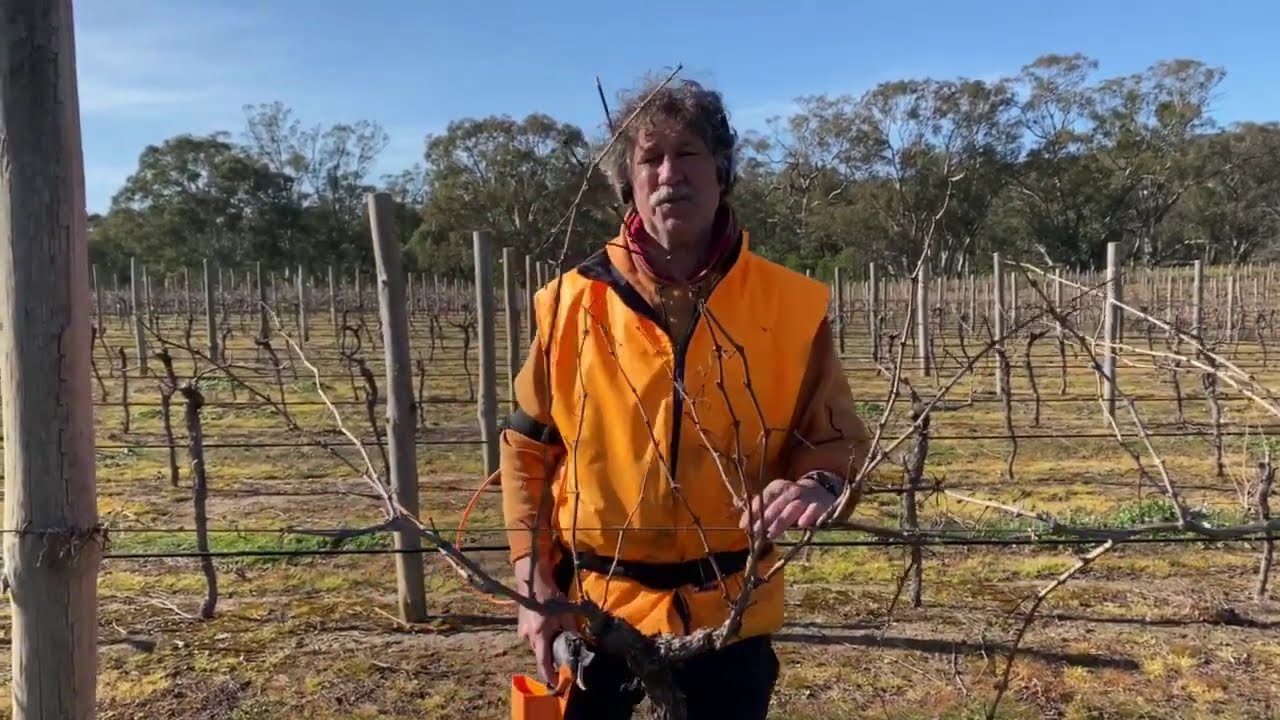 How to cane prune a grapevine with Adrian Munari