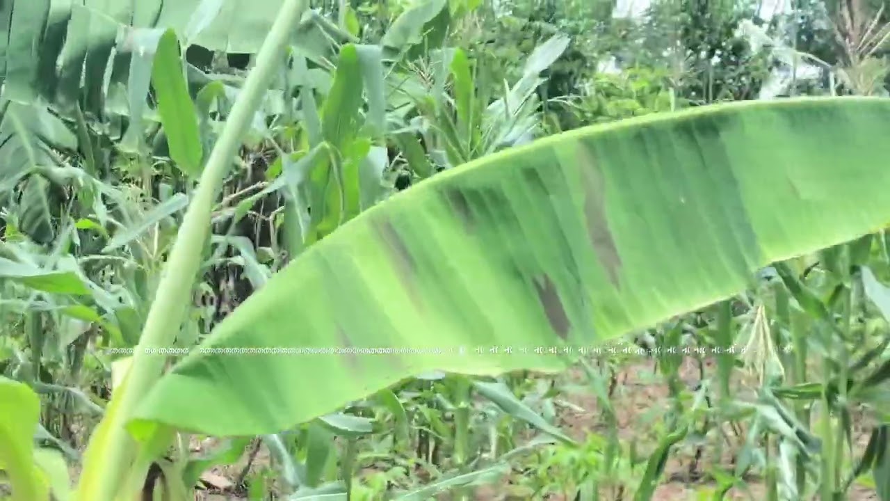 BECE 2025. FARMING SYSTEMS. MIXED  FARMING