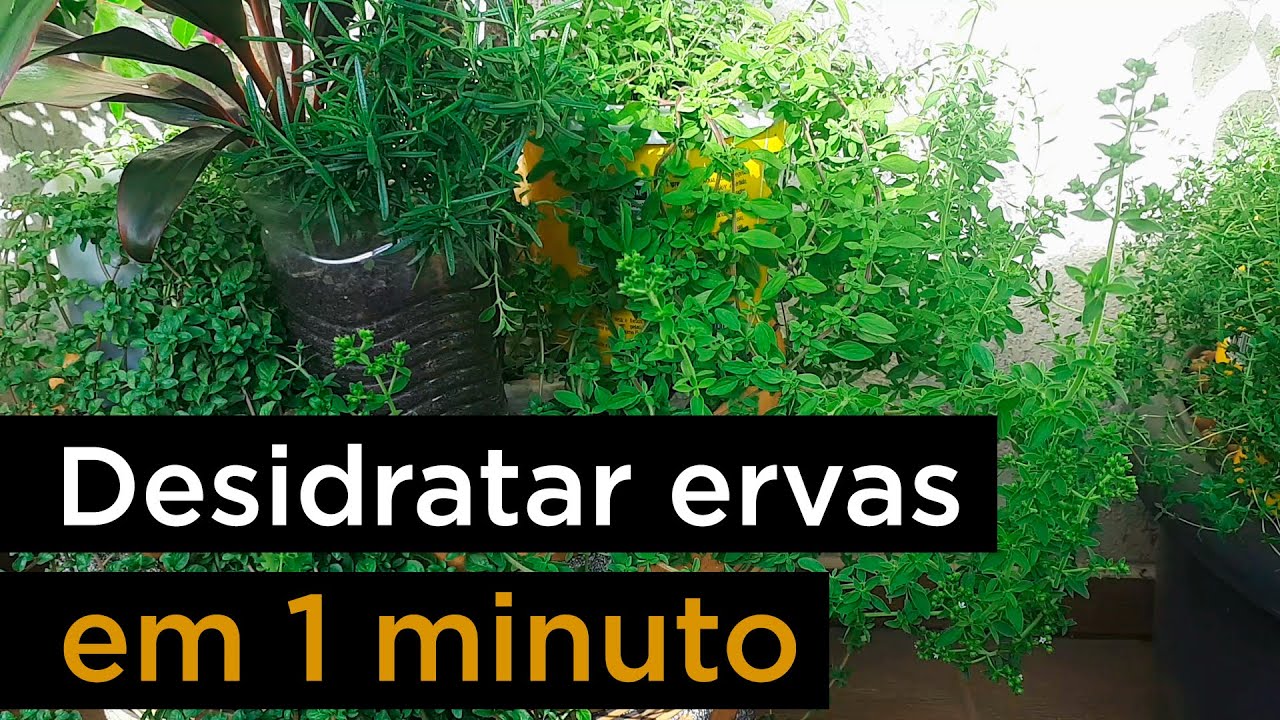 Como Desidratar Ervas em 1 Minuto no Micro-ondas Rápido e Fácil Melhor Método