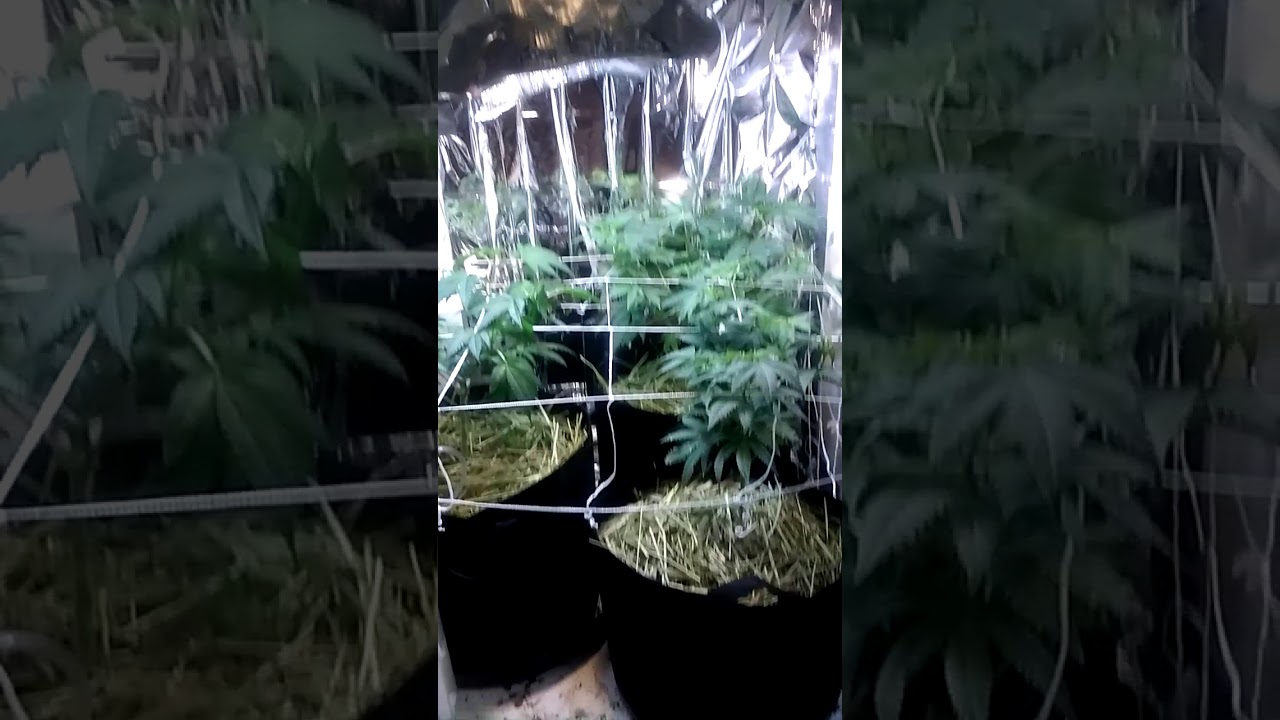 Gorilla Grow#9
