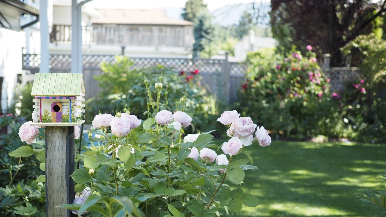 Scentuous - Earth Angel - Bliss Parfuma roses - Aug 2022