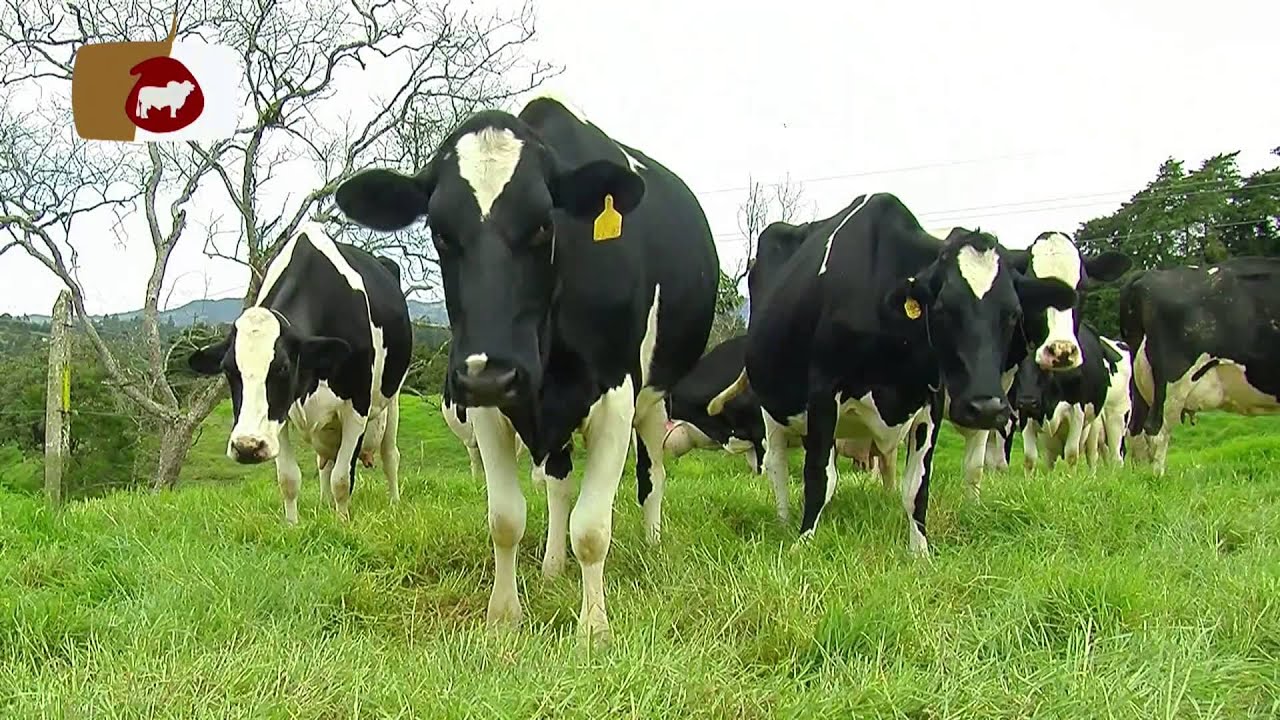 Cómo Lograr el bienestar Animal en una Explotación Ganadera- TvAgro por Juan Gonzalo Angel