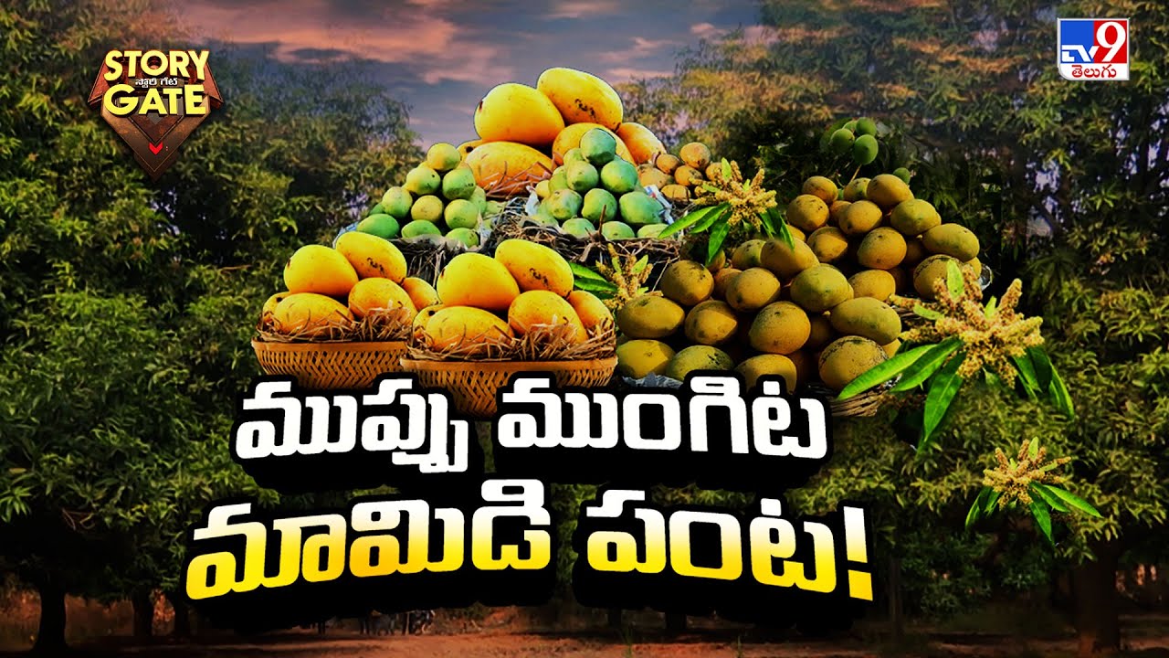 Story Gate : ముప్పు ముంగిట మామిడి పంట - TV9
