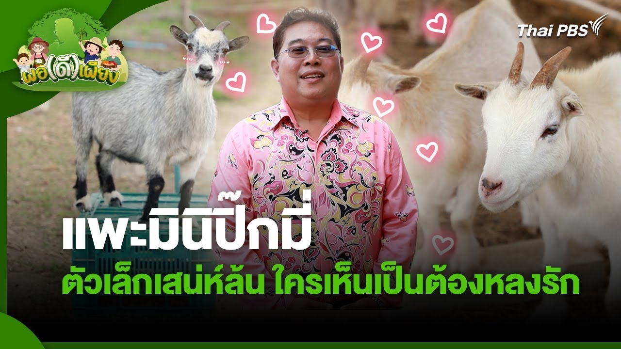 แพะมินิปิ๊กมี่ ตัวเล็กเสน่ห์ล้น ใครเห็นเป็นต้องหลงรัก | พอดีพอเพียง | วันใหม่วาไรตี้