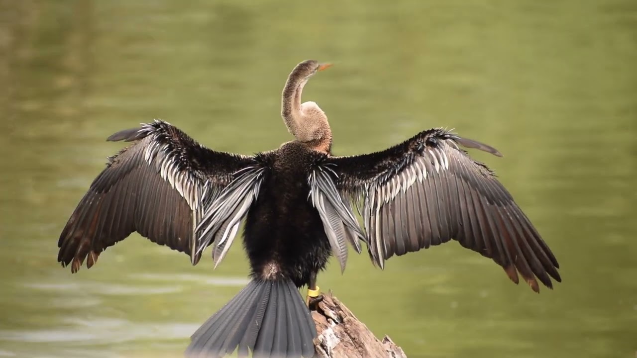 Keoladeo National Park | Bird Photography | Start of the Winter Birding Season