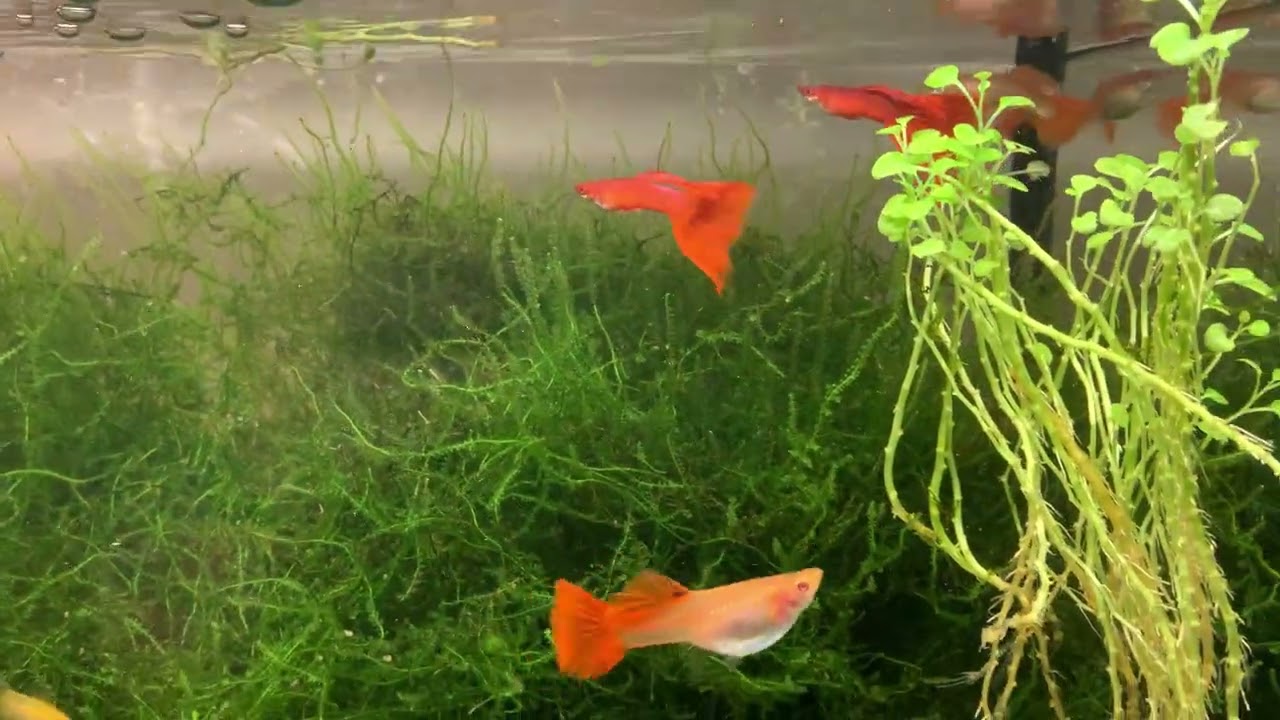 Full Red Albino i Jupan Golden Blue Double Sword