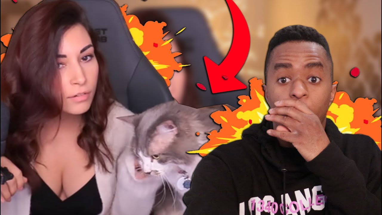 TWITCH STREAMER ALINITY'S CAT GETS REVENGE!!!