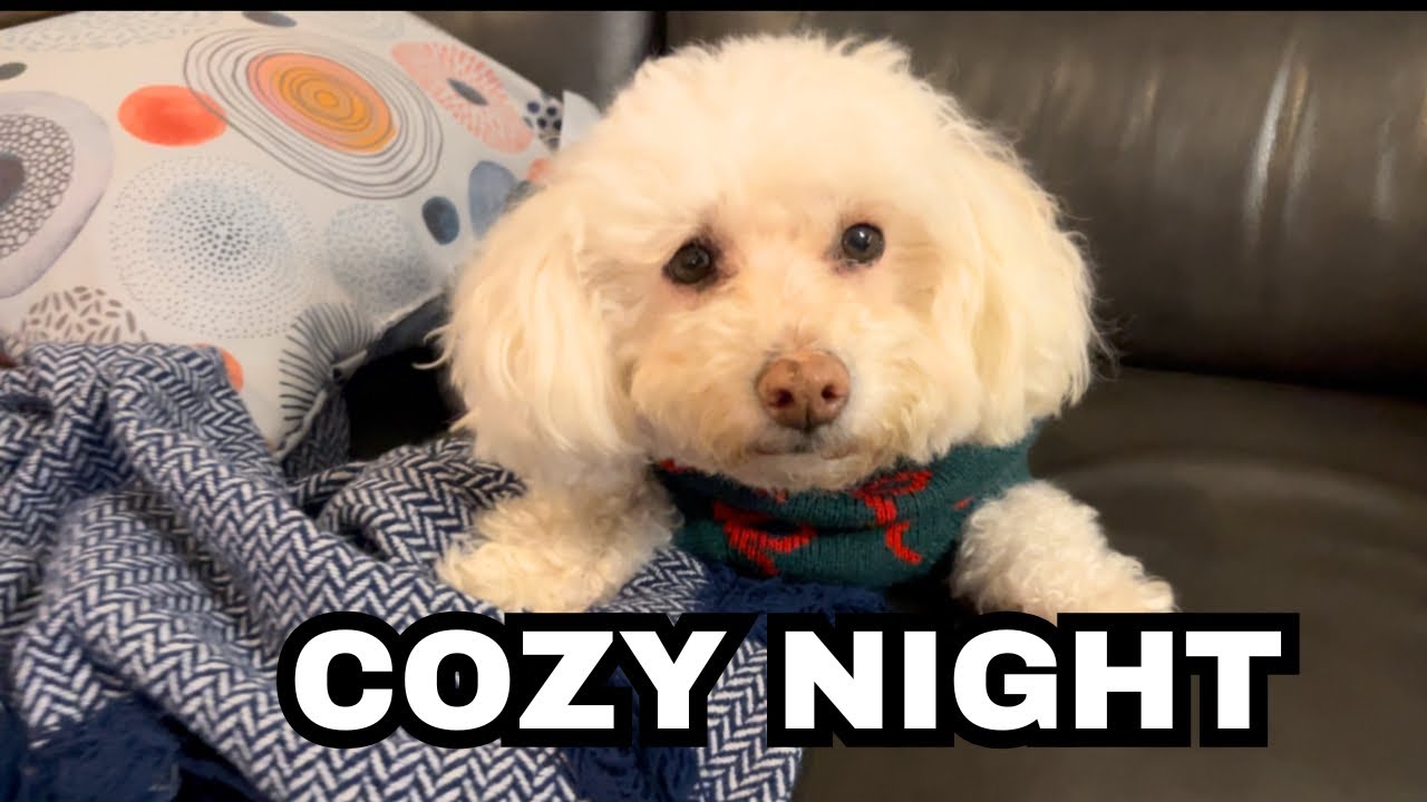 My Rescue Dog’s First Cozy Winter Night in Her Forever Home (so many surprises)