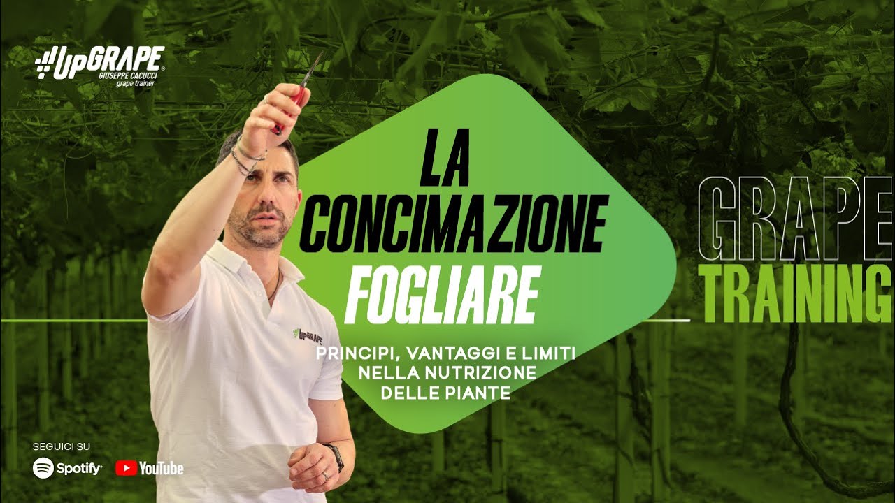 La concimazione fogliare 🌱 Principi, vantaggi e limiti nella nutrizione delle piante.